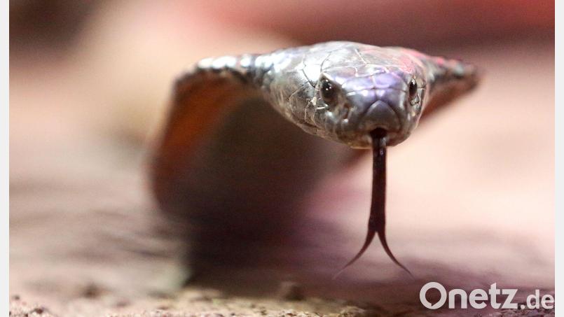 Die Schlange - mutmaßlich eine Kobra - war nach Angaben der Polizei in die Hose des Urlaubers gekrochen. Symbolbild: Roland Weihrauch/dpa