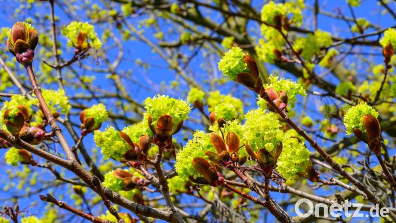 Tagsüber soll es freundlich werden. (Symbolbild) Bild: Patrick Pleul/dpa