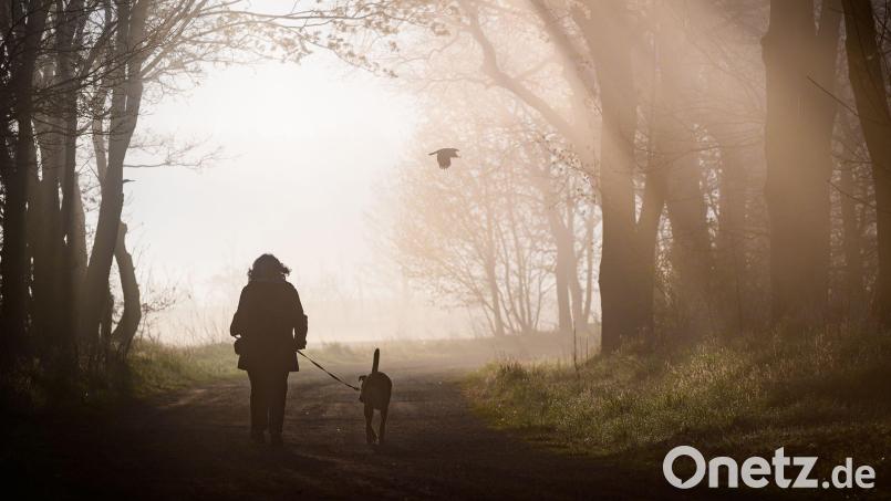 Hunde müssen künftig registriert und gechippt sein. Privatleute haben aber einige Jahre Zeit dafür. (Symbolbild) Bild: Patrick Pleul/dpa