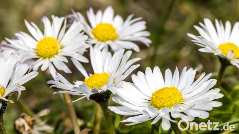 Gänseblümchen und Co. einfach stehenlassen: Was Gartenbesitzer zugunsten der Artenvielfalt beachten sollten. (Symbolbild) Bild: Frank Hammerschmidt/dpa