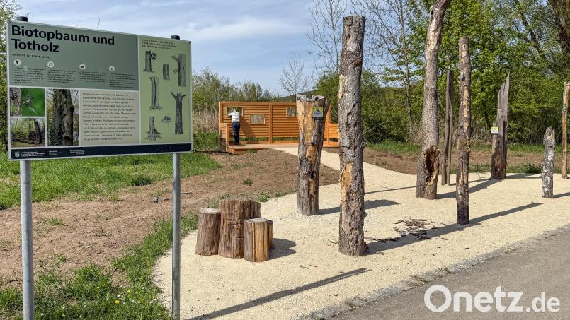 Totes Holz als Lebensraum für Tiere und Pflanzen. Der Totholzgarten aus Furth im Wald ist jetzt nach Amberg ins LGS-Gelände umgezogen. Bild: Petra Hartl