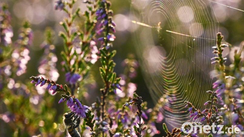 Nicht gerade beliebt, aber äußerst nützlich: Spinnen sind unterschätzte Helfer im Garten. Symbolbild: Jens Kalaene/dpa/dpa-tmn