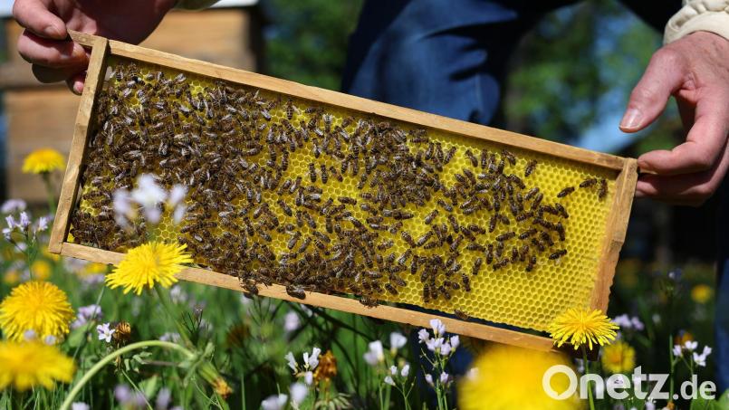 Ein Imker hat nach einem Bienenstich einen anaphylaktischen Schock erlitten. (Symbolbild) Bild: Karl-Josef Hildenbrand/dpa