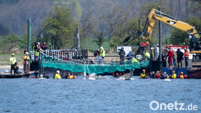 Das Tier bewegte sich durch eine zuvor ausgebaggerte Rinne in die sogenannte Barge, nachdem Helfer ihn zuvor mit Gurten in diese Richtung gezogen hatten. Bild: Philip Dulian/dpa