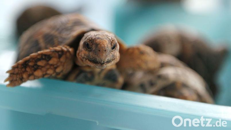 Indische Sternschildkröten sind in Asien wegen ihrer auffälligen Panzerzeichnung sehr beliebt. Archivbild: picture alliance / dpa