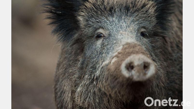 Übler Gestank: Acht Wildschweinkadaver waren in dem Anhänger gelagert. (Symbolbild) Bild: Lino Mirgeler/dpa