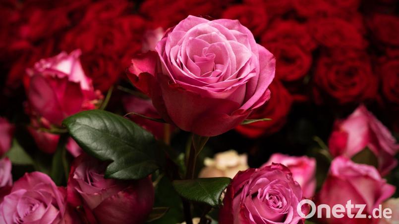 Die Rose ist die mit Abstand beliebteste Schnittblume in Deutschland. (Archivbild) Bild: Soeren Stache/dpa