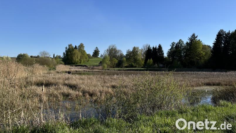 Der Isenlohweiher in Auerbach ist schon ziemlich trockengelaufen. Jetzt hat das Verwaltungsgericht in Regensburg wieder Bewegung in die Sache gebracht. Bild: knz
