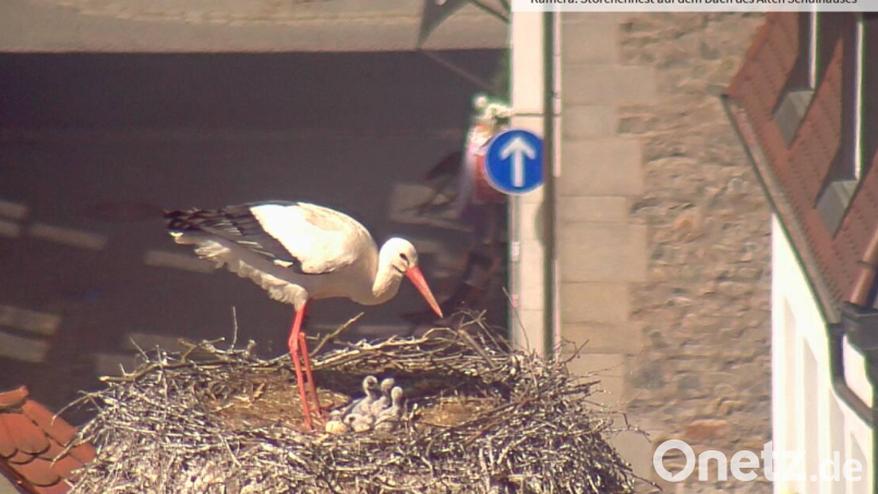 Die Storchenjungen schmiegen sich eng aneinander. Sie sind erst knapp eine Woche alt. Mama Storch (sie trägt den Ring links) kümmert sich um den Nachwuchs, während ihr Partner auf Futtersuche ist. Screenshot: Webcam Stadt Weiden