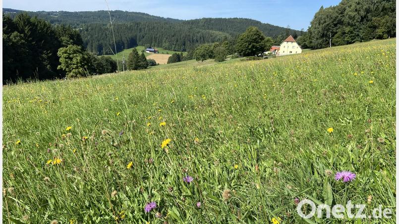 Das Projekt "Blühende Wiesen im Zottbachtal" soll zum Erhalt und zur Entwicklung artenreicher Mähwiesen beitragen. Bild: Arthur Pittner