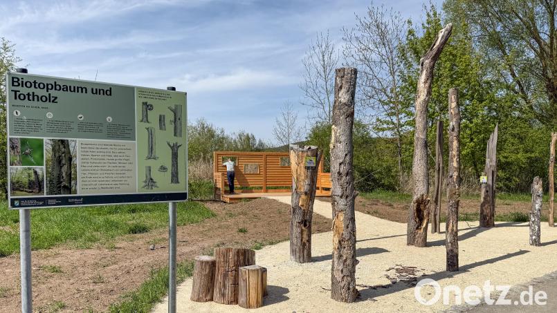 Totes Holz als Lebensraum für Tiere und Pflanzen. Der Totholzgarten aus Furth im Wald ist jetzt nach Amberg ins LGS-Gelände umgezogen. Bild: Petra Hartl