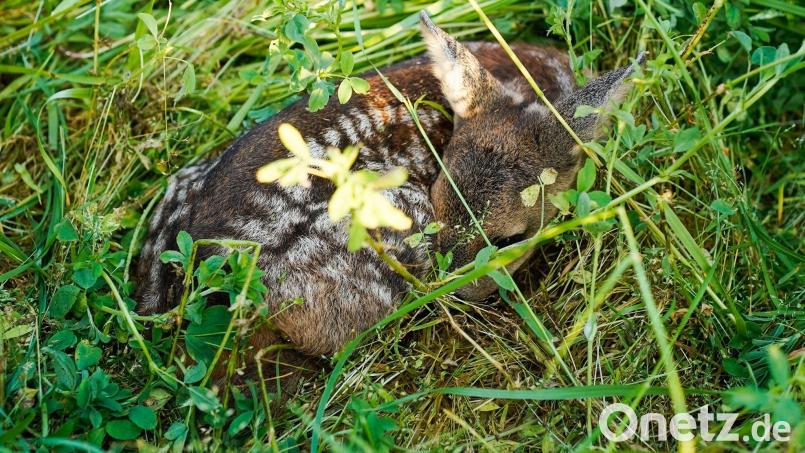 Wer ein Rehkitz findet, sollte es nicht anfassen und Fachleute kontaktieren. (Symbolbild) Bild: Uwe Anspach/dpa