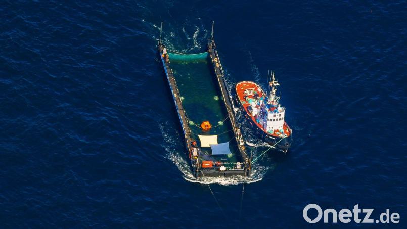 Das Transportschiff mit dem Wal ist seit mehreren Tagen unterwegs. Bild: Christoph Reichwein/dpa