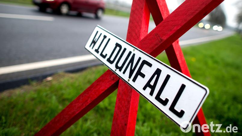 Mit Beginn der Jagdsaison steigt das Risiko für Wildunfälle in der Oberpfalz. Die Polizei gibt Tipps zur Vermeidung und richtigem Verhalten nach einem Unfall. Symbolbild: Hauke-Christian Dittrich/dpa
