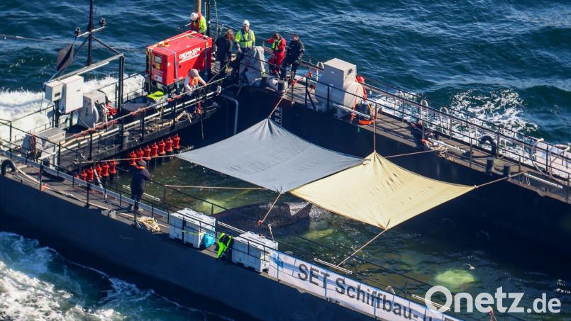 Der Wal liegt in einer Ecke des Lastkahns. Bild: Christoph Reichwein/dpa