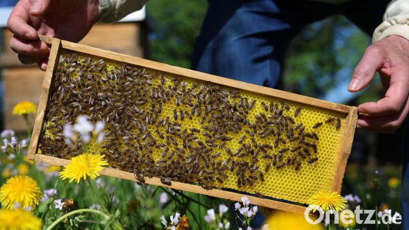 Noch sind die bayrischen Bienen auf der sicheren Seite. Experten rechnen aber damit, dass sie bald von einer neuen Milbe befallen werden. (Archivbild) Bild: Karl-Josef Hildenbrand/dpa