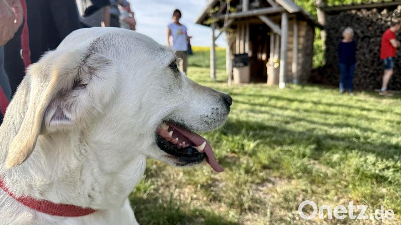 "Alexa" hat den Ausflug zur Tiersegnung bei der Holzscheitlkapelle genossen. Bild: gri