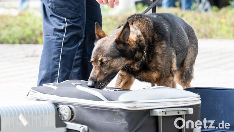 Zollhund "Cessy" in Aktion. Bild: Hauptzollamt Regensburg