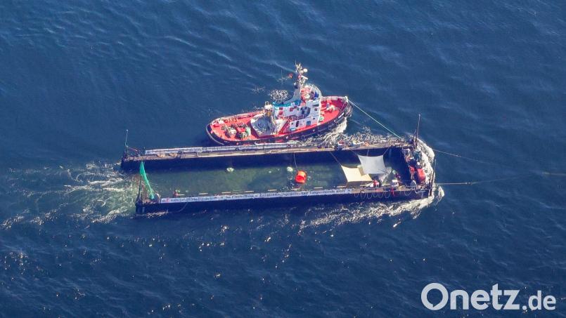 Der Buckelwal wurde in seiner Barge vom Schlepper Fortuna B entlang der dänischen Küste in Höhe unterhalb von Skagen, im sogenannten Skagerrak, durch die Ostsee gezogen. (Archivbild) Bild: Christoph Reichwein/dpa