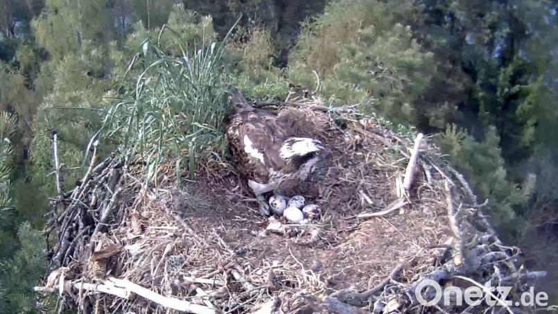Die Fischadler am Rußweiher in Eschenbach sind mitten im Brutgeschäft. Seit 27. April 2026 liegen vier Eier im Horst. Eines davon ist schneeweiß – eine Besonderheit. Bild: Webcam Stadt Eschenbach