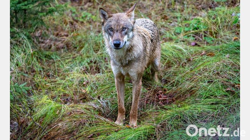 Ein Wolf ist in die Innenstadt von Füssen gelaufen. (Archivbild) Bild: Armin Weigel/dpa