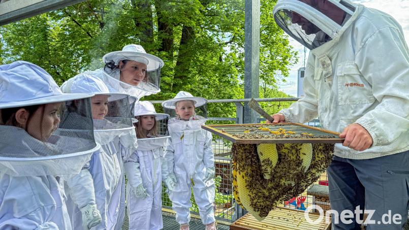 Kindergartenleiterin Linda Hirsch (links hinten) ist genauso fasziniert wie ihre Schützlinge, als Alexander Lotter die Bienenwaben erklärt. Bild: Stephan Huber