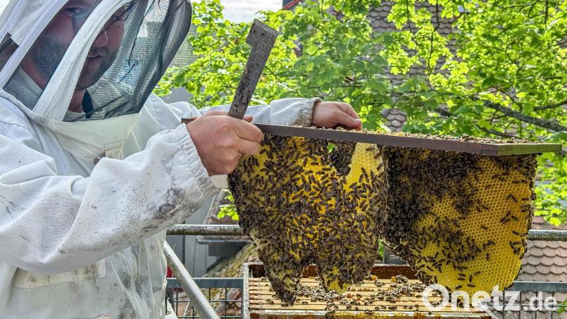 Alexander Lotter gibt sein Wissen über Bienen im Kindergarten An der Allee an die Kinder weiter– hier holt er gerade einen Brutrahmen mit Waben aus dem Bienenkasten. Bild: Stephan Huber