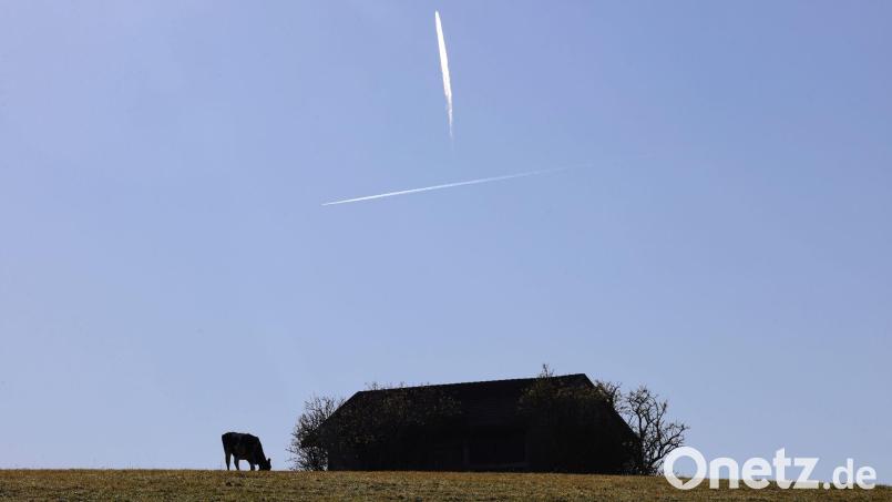 Die Jungrinder brachen nachts aus ihrer Weide aus. (Symbolbild) Bild: Karl-Josef Hildenbrand/dpa