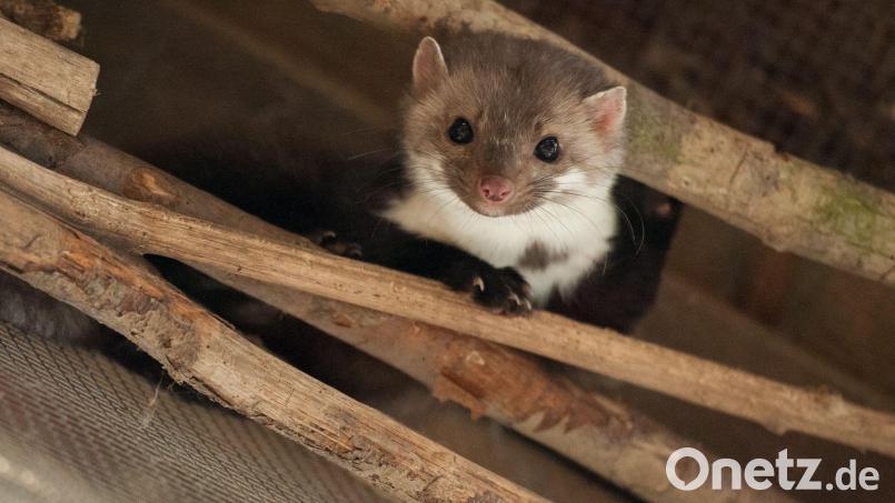Überraschung: Die Feuerwehr rettete keine Katze, sondern ein Marderbaby. (Symbolbild) Bild: Philipp Schulze/dpa/dpa-tmn
