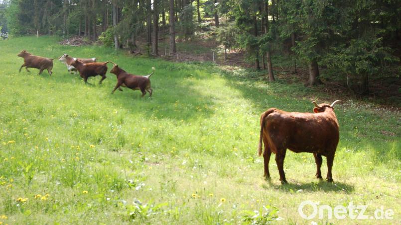 Rinder tollen auf der Weide herum. Auf einem Bio-Hof in Niedermurach sind in der Nacht zum Dienstag 63 weibliche Jungrinder ausgebüxt und zum Teil bis nach Oberviechtach gelaufen. 13 Tiere wurden am Abend noch vermisst. Symbolbild: Ströll Barbara