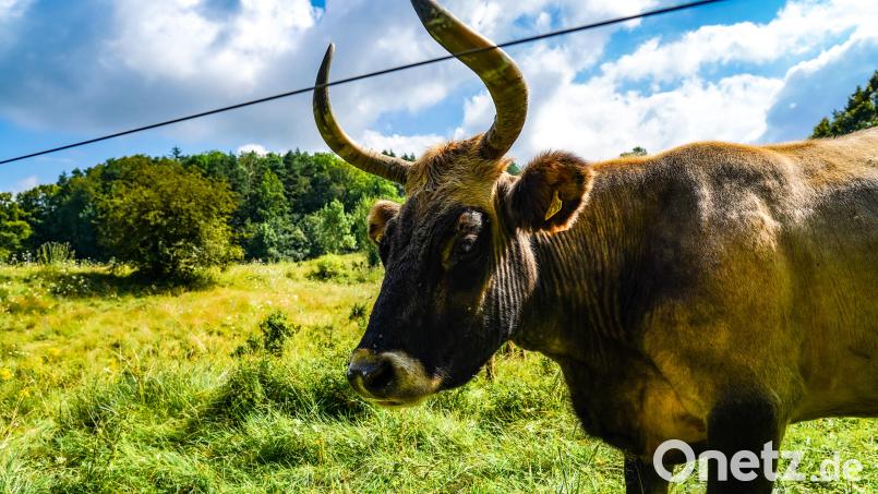 Die Wiederkäuer sind keine Auerochsen, sondern Heckrinder. Bild: Regina Wolfohr