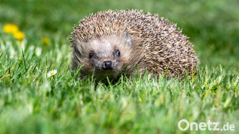 Der Igel ist zwar weit verbreitet, seine Bestände gehen aber zurück. (Archivbild) Bild: Armin Weigel/dpa