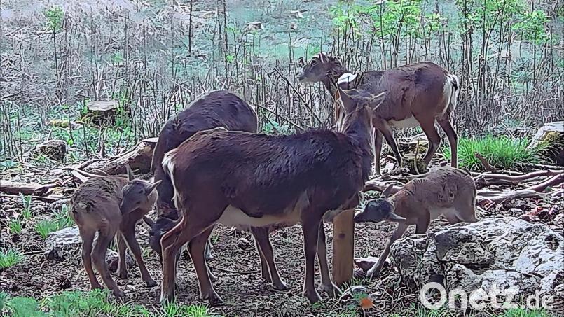 Würde sich der Wolf hier ansiedeln, wären die Mufflons wohl als erste von der Bildfläche verschwunden. Bild: ge