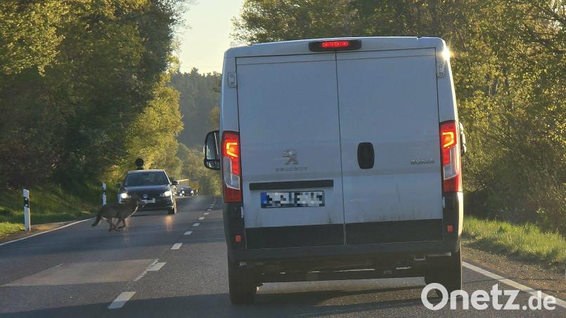 Ganz entspannt habe das Tier die Straße überquert, berichtet der Autofahrer. Bild: Sebastian Flor