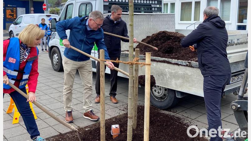 Frühjahrsputz und Baumpflanzaktion am Amberger Bahnhof. Für das Einpflanzen des Kugelahorns vor dem Bahnhof muss die Prominenz ran (von links): Claudia Gremer (Deutsche Bahn), der ehemalige Oberbürgermeister Michael Cerny, Oberbürgermeister Michael Fritz und der Leiter der Stabsstelle Mobilität, Ulrich Schaller. Bild: ass