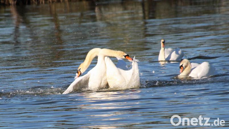 Auf einem Weiher bei Dürnsricht kämpfen zwei Schwäne, hacken mit ihren Schnäbeln und reißen sich gegenseitig Federn aus. Bild: Hans Heimler/exb