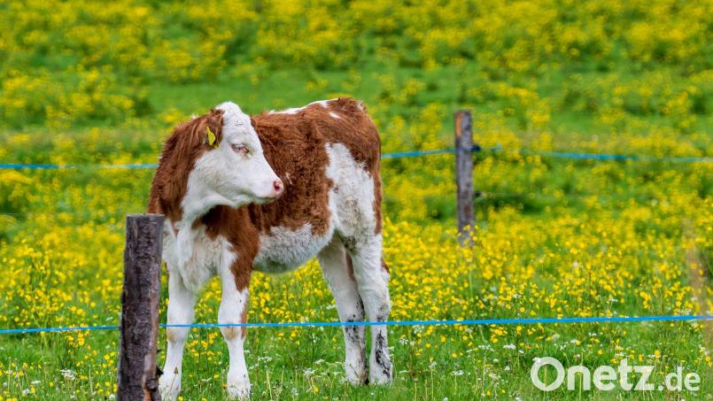 Nach einer kurzen Pause kehrt in Bayern der Frühling zurück. (Archivbild) Bild: Peter Kneffel/dpa