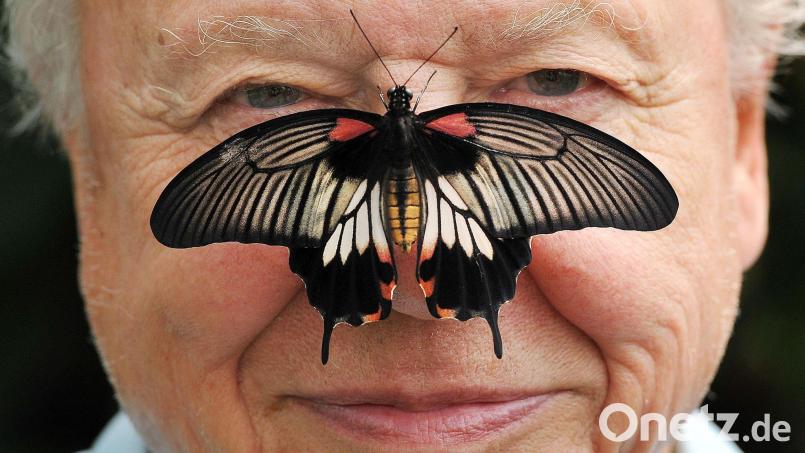Zu seinem 100. Geburtstag erhielt David Attenborough einen persönlichen Brief von König Charles. (Archivfoto) Bild: John Stillwell/PA Wire/dpa