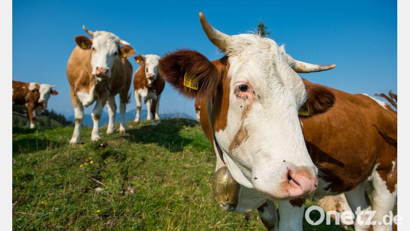 Warum die Rinder ausbüxten, ist bislang nicht bekannt. (Symbolbild) Bild: Lino Mirgeler/dpa/dpa-tmn
