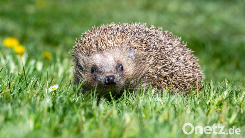 Mähroboter erleichtern die Gartenarbeit, bergen aber Gefahren für nachtaktive Igel. Die Stadt Weiden setzt auf Aufklärung statt Verbot. Symbolbild: Armin Weigel/dpa