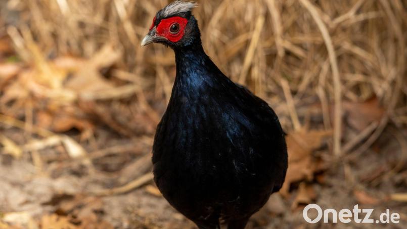 Vietnamesische Fasane gehören zu den seltensten Vogelarten der Welt. Bild: Jon A. Juarez/Tierpark Berlin/dpa