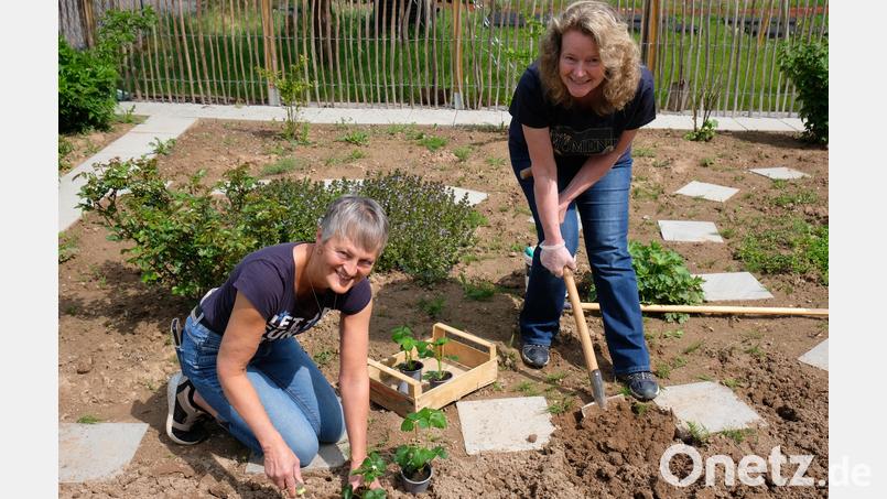 Kräuterpädagogin Sabine Maier (li) und Anneliese Weber bei den letzten Pflanzarbeiten vor der offiziellen Eröffnung des neuen Kräutergartens in Oberbibrach. Bild: Robert Dotzauer