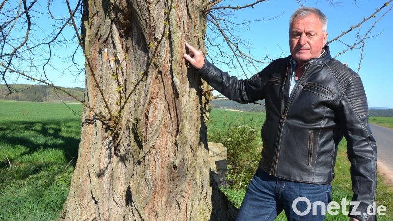 Baumsachverständiger Edgar Wenisch will die besondere Geschichte von Bäumen in der Region erfahren und diese der Nachwelt erhalten. "Jeder Baum kann seine eigene persönliche Geschichte erzählten", ist sich Wenisch sicher. Bild: jr