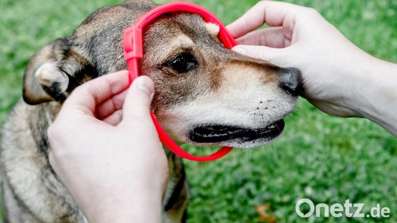 Zeckenhalsbänder geben kontinuierlich Wirkstoffe an Haut und Fell ab, die sich auf dem ganzen Körper verteilen. Bei Tieren mit langem und dichtem Fell, sollte regelmäßig kontrolliert werden, dass das Halsband Kontakt zur Haut hat. Symbolbild: Markus Scholz