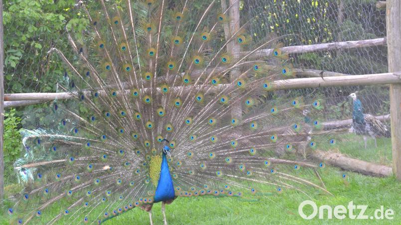 Beim Besuch von Oberpfalz-Medien bei Martin Fischer in Großkonreuth fächert Pfau Hansi wie auf Kommando seine prächtigen Schwanzfedern auf. Nur die Hähne haben solche Federn, mit denen sie diese Räder schlagen können, in denen dann etwa 150 Augen zu sehen sind. Bild: Thorsten Schreiber