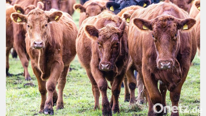 Viehdiebe schocken Landwirte in Südbrandenburg. (Symbolbild) Bild: Frank Hammerschmidt/dpa