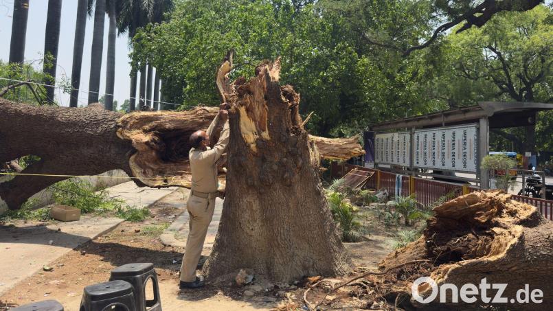 Ein Mitglied der Zivilschutzorganisation bindet ein Seil an einen umgestürzten Baum, um nach Stürmen und starken Regenfällen eine Notunterkunft zu errichten. Bild: Rajesh Kumar Singh/AP/dpa