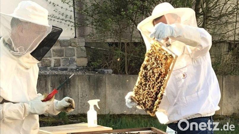 Stadtwerke Amberg-Imker bei der Arbeit mit den SWAmbies – die Bienenvölker im Bereich des Stadtwerke Amberg-Geländes, neben der Feuerwehr Amberg, sind gut für das Landesgartenschaugelände und die Kleingartenanlage nebenan. Bild: Karoline Gajeck-Scheuck