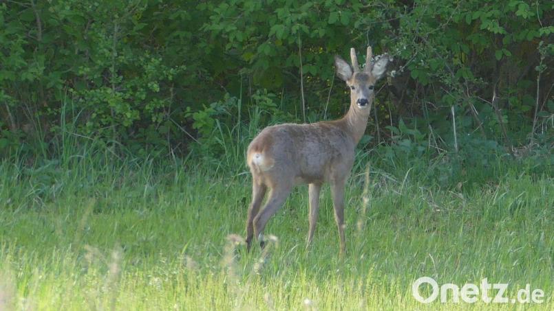 Dieses Bild von einem Maibock hat Jagdpächter Norbert Wittl bei einem Streifzug durch sein Revier bei Hohenfels gemacht. Bild: Norbert Wittl