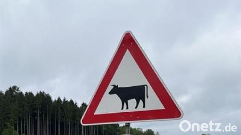 Mehrere Schilder warnen die Verkehrsteilnehmer auf der Bundesstraße B299 zwischen Erbendorf und Pressath vor der Gefahr durch entlaufene Jungbullen. Warnschilder stehen außerdem an der Staatsstraße 2665 zwischen Pressath und Kemnath. Symbolbild: Kai Gohlke
